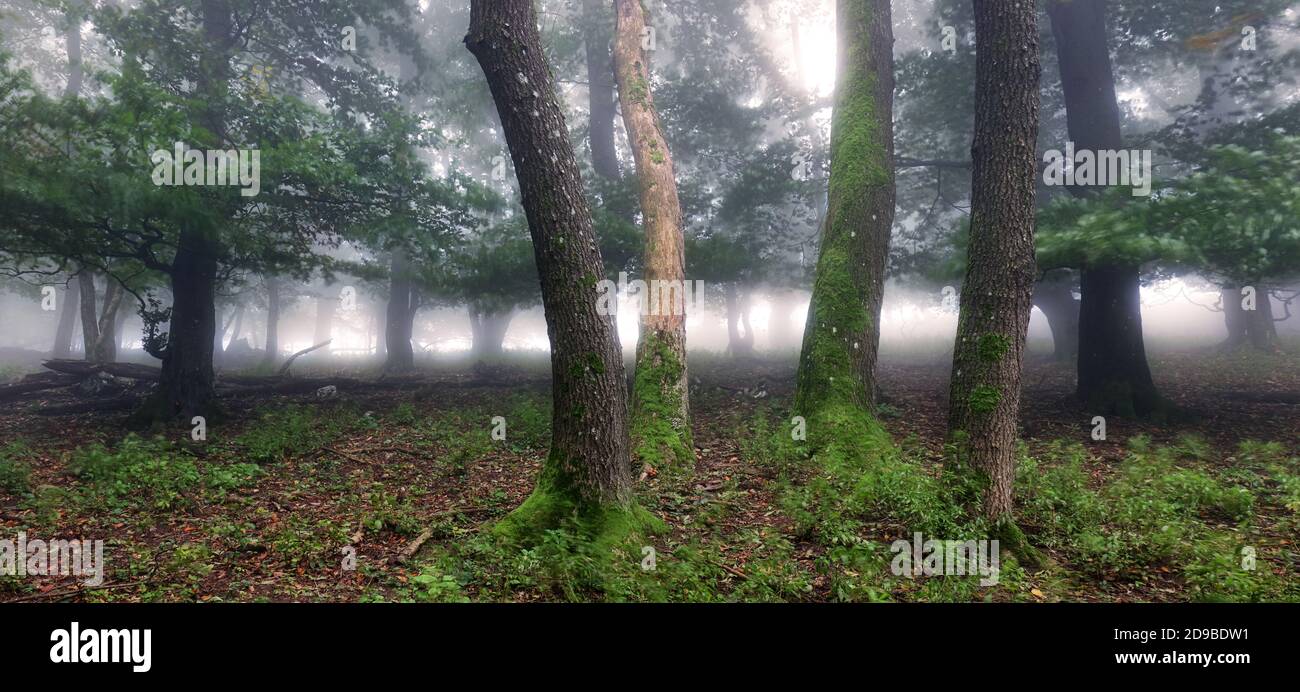 Panorama von Foggy Wald. Märchen gruselig aussehende Wälder in einem nebligen Sonnenaufgang. Kalter nebliger Morgen im Horrorwald Stockfoto