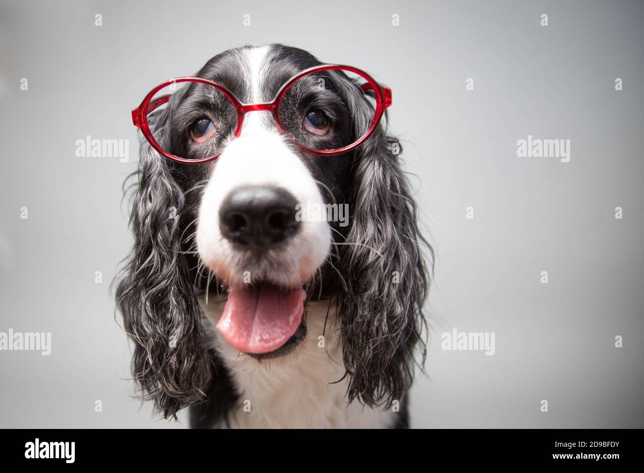 Porträt eines englischen Springer Spaniel in Brillen Stockfoto