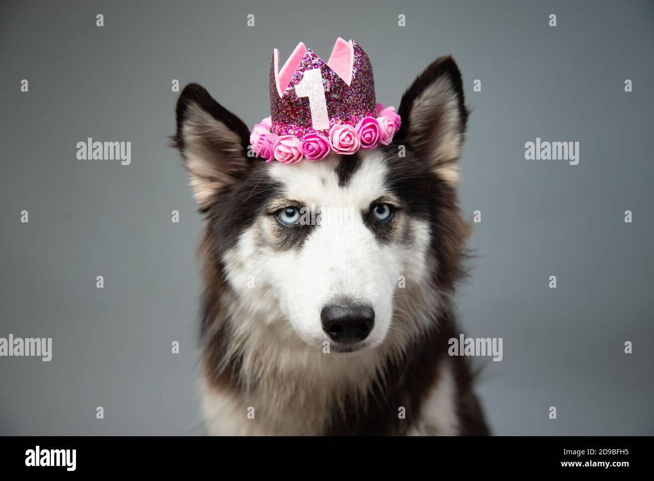 Porträt eines sibirischen Husky mit einer Krone zum ersten Geburtstag Stockfoto