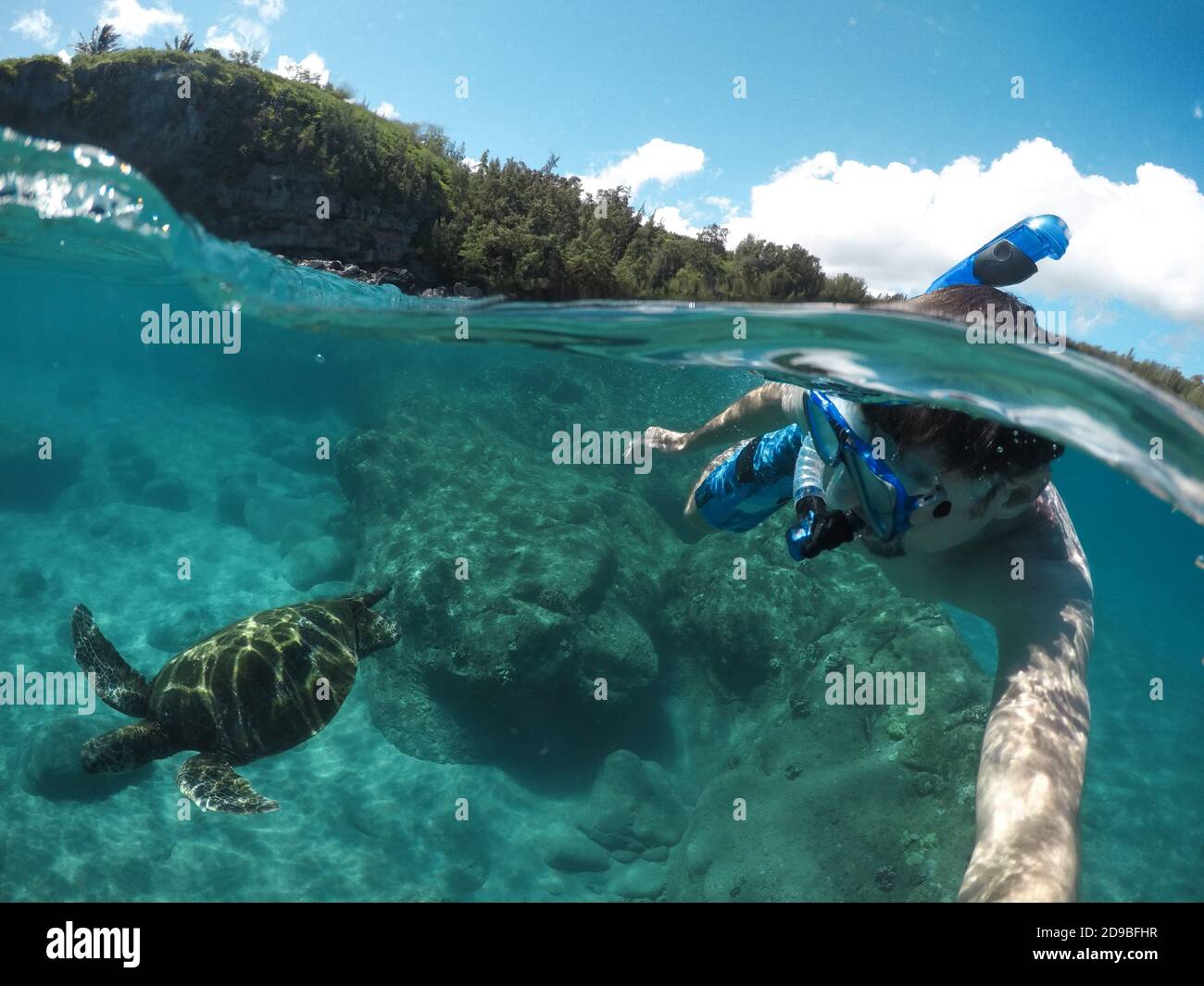 Mann schnorchelt im Meer mit einer Meeresschildkröte, Maui, Hawaii, USA Stockfoto