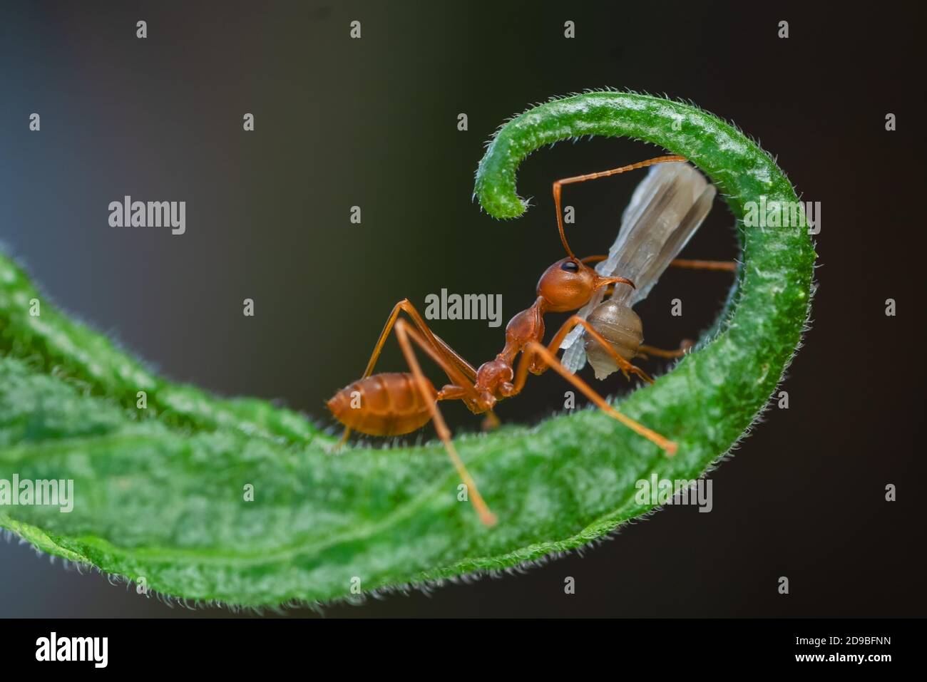 Nahaufnahme einer Ameise auf einem Blatt mit einem toten Insekt, Indonesien Stockfoto