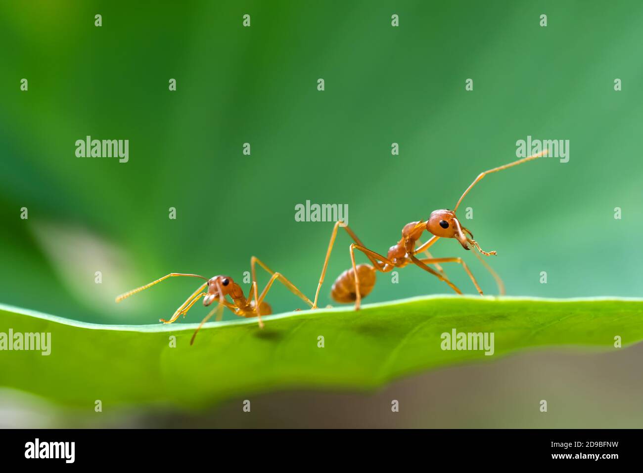 Nahaufnahme von zwei Ameisen auf einem Blatt, Indonesien Stockfoto