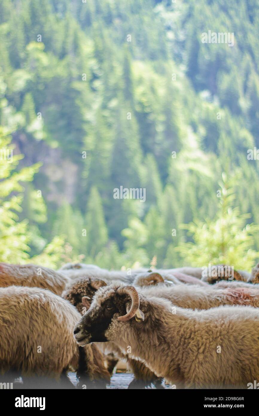 Schafherde, grüner Wald im Hintergrund, Natur Stockfoto