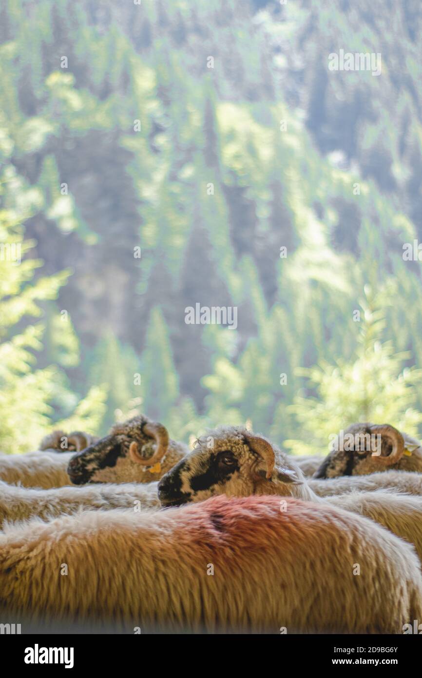 Schafherde, grüner Wald im Hintergrund, Natur Stockfoto