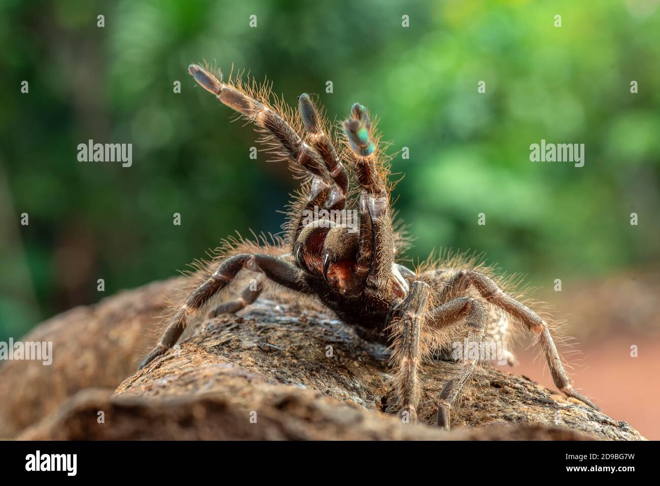 Afrikanischer Pavian-Tarantula im defensiven Modus, Indonesien Stockfoto
