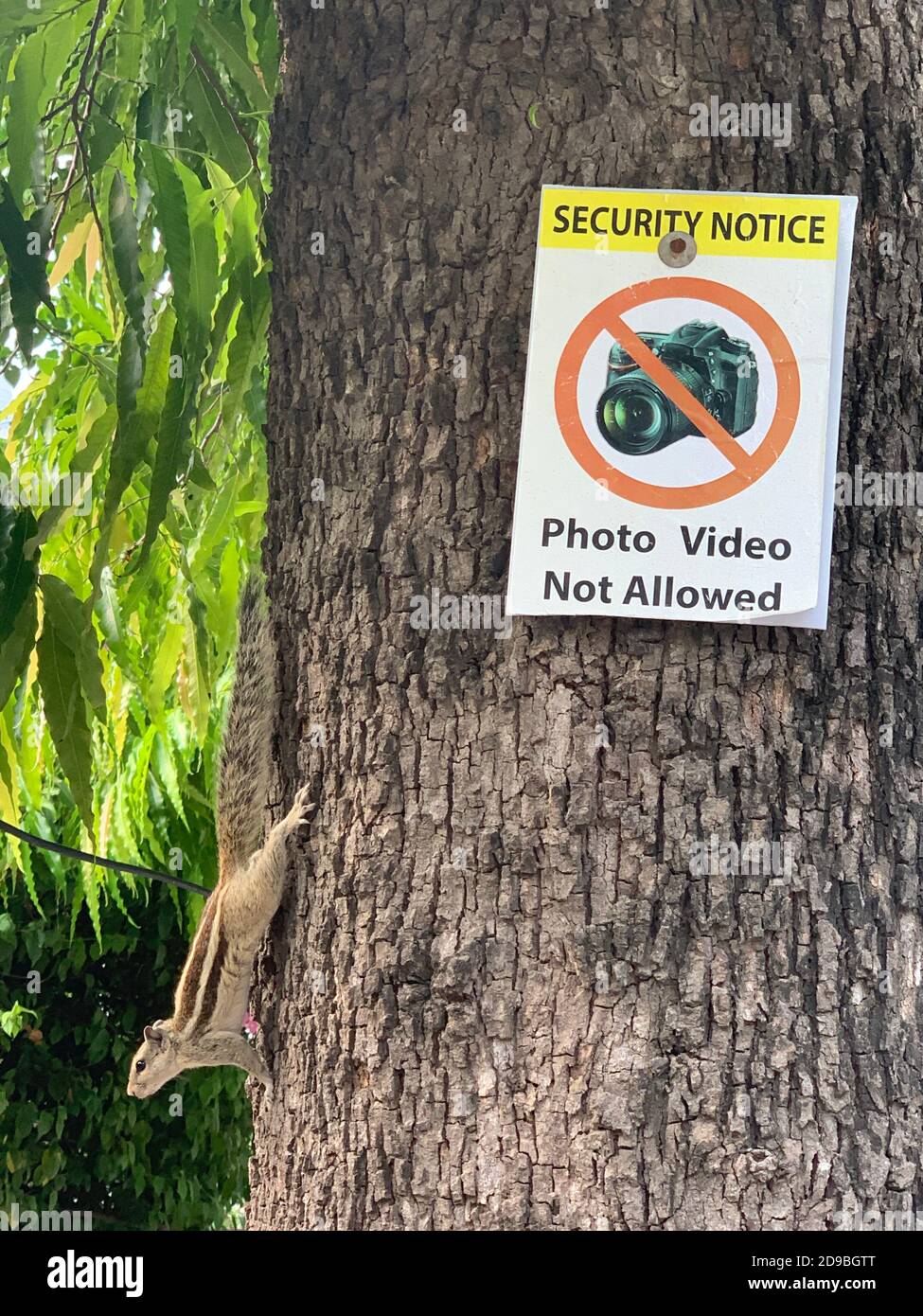 Eichhörnchen auf einem Baumstamm neben einem Foto Video nicht erlaubt Zeichen, Neu Delhi, Indien Stockfoto