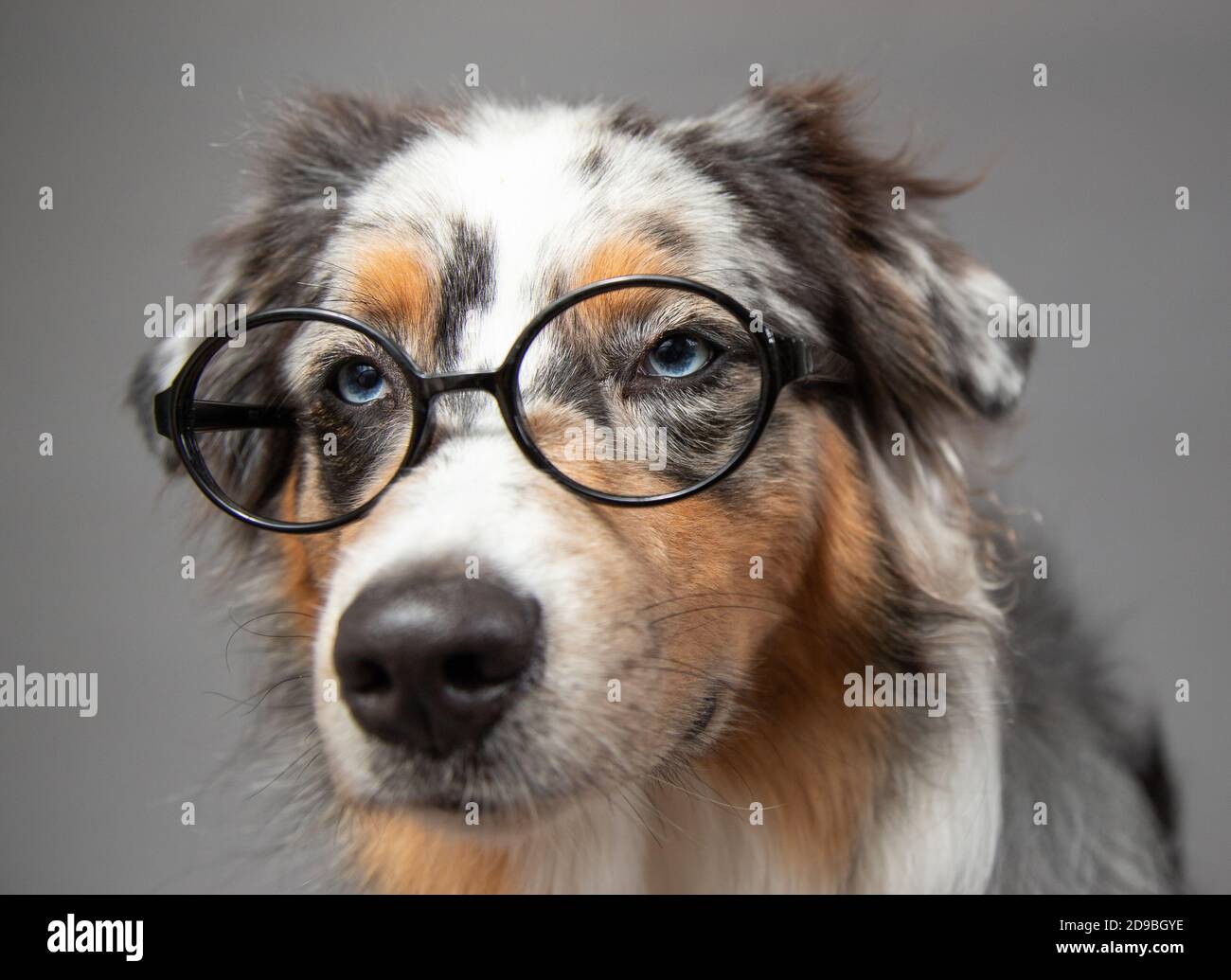 Porträt eines australischen Schäfers mit Brille Stockfoto