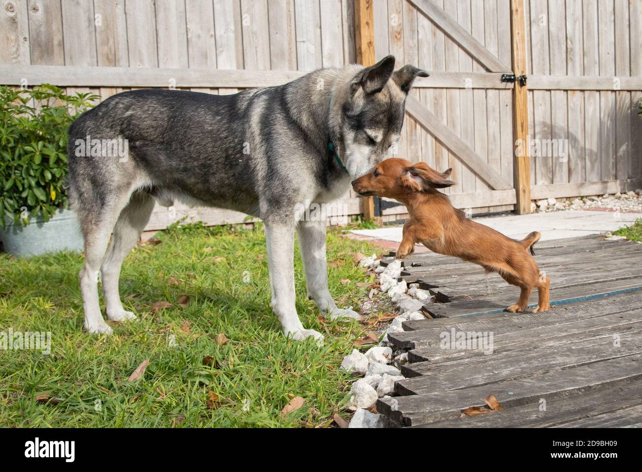 Dackel und ein deutscher Schäferhund in einem Garten, Florida, USA Stockfoto