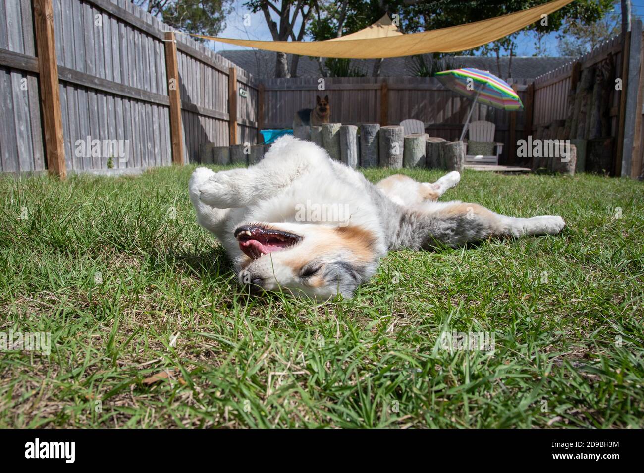 Australischer Schäferhund rollt auf dem Gras in einem Garten, Florida, USA Stockfoto