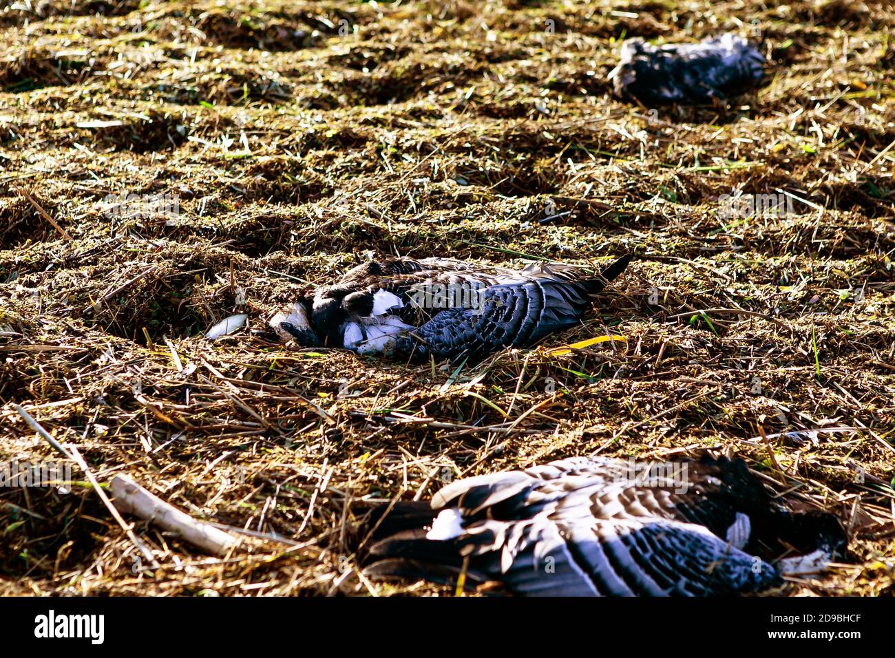 04. November 2020, Rickelsbüller Koog: Tote Weißwangengänse liegen hinter einem Deich. In der Gemeinde Friedrich-Wilhelm-Lübke-Koog wurden kürzlich etwa 1000 tote Wildvögel entdeckt. Angesichts der großen Zahl von Tieren sei klar, dass viele von ihnen Opfer der Vogelgrippe seien, sagte ein Sprecher des Ministeriums für Umwelt und Landwirtschaft am Mittwoch in Kiel. Foto: Frank Molter/dpa Stockfoto