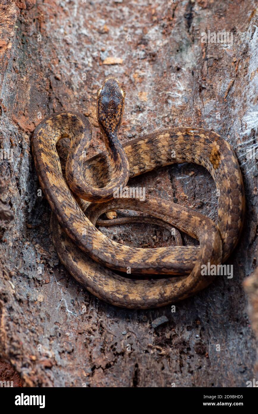 Gekielte Schnecke Schlange versteckt in der Rinde des Baumes, Indonesien Stockfoto
