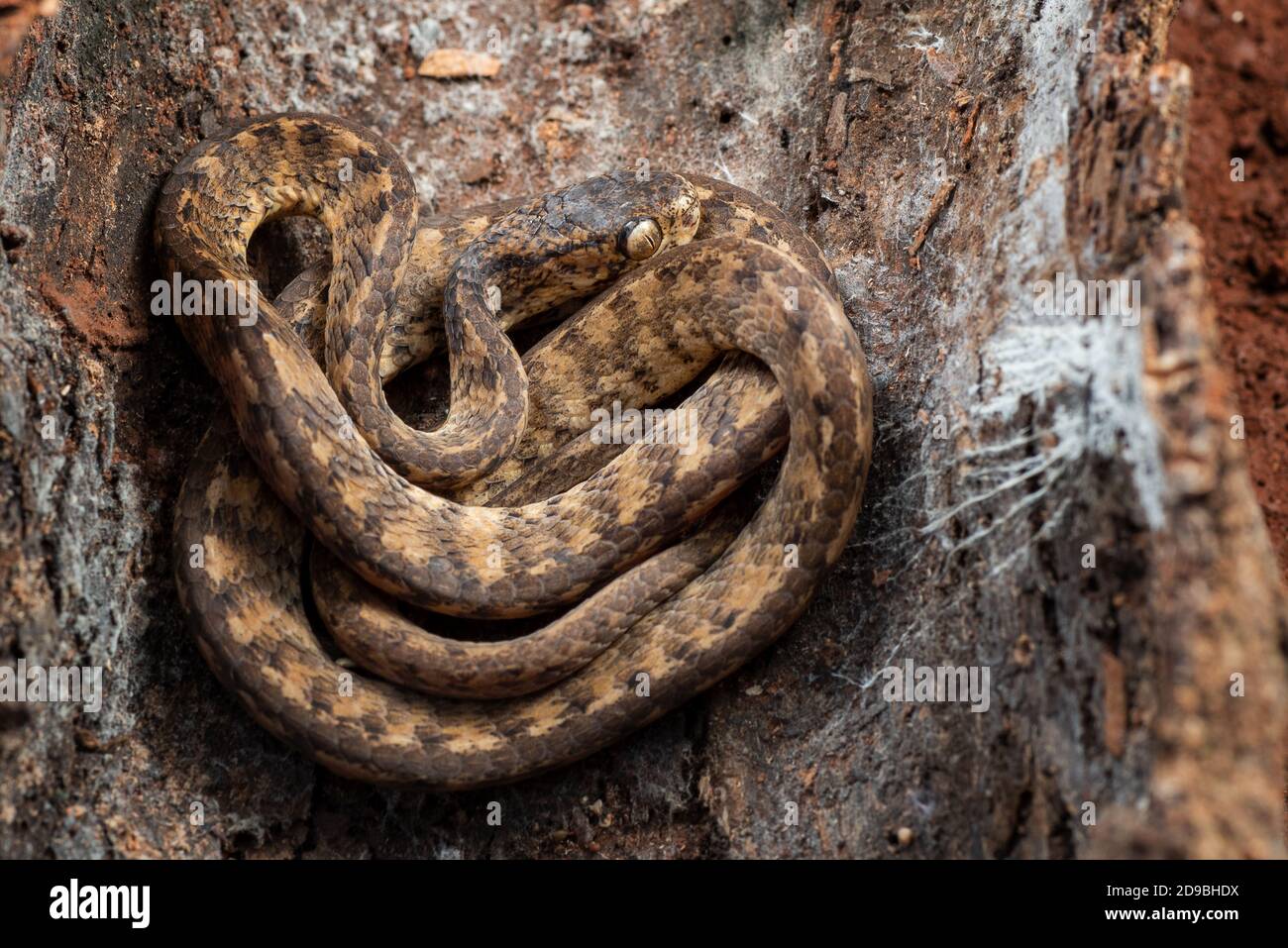 Gekielte Schnecke Schlange versteckt in der Rinde des Baumes, Indonesien Stockfoto
