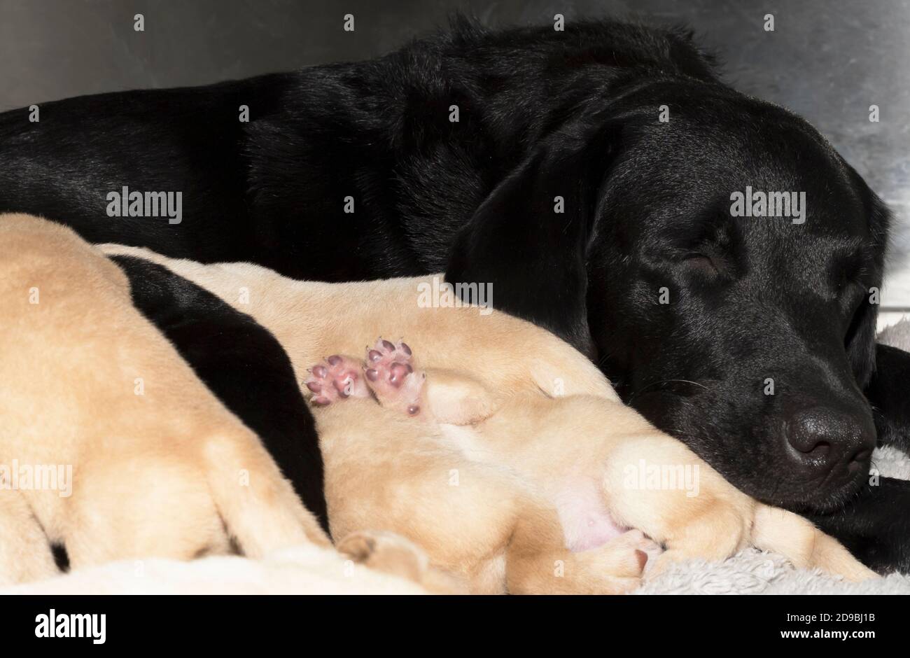 Neugeborene Golden Labrador Welpen Stockfoto