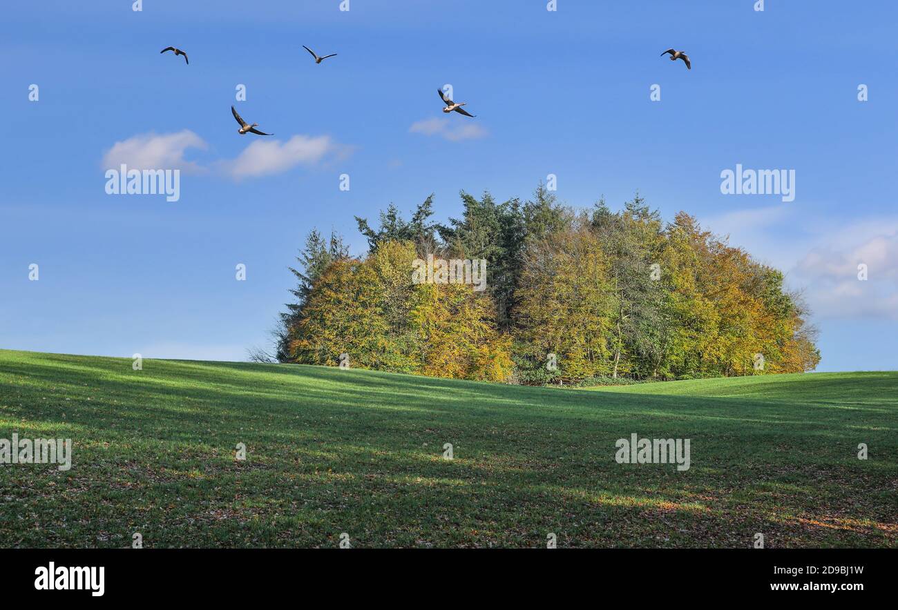 Holsteinische Schweiz, eine hügelige Landschaft, im Herbst. Die fünf Gänse am Himmel fliegen über eine Gruppe von Bäumen. Stockfoto