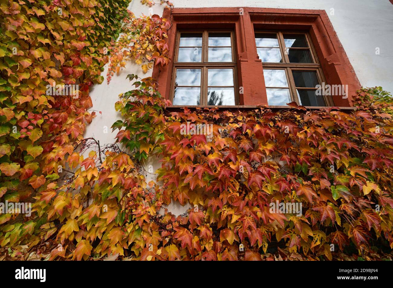 04. November 2020, Thüringen, Großkochberg: Weinblätter leuchten herbstlich an einem Fenster der Burg Kochberg. Das ehemalige Landgut der Familie von Stein, etwa 35 km südlich von Weimar gelegen, wurde durch Goethes Liebe zu Charlotte von Stein berühmt. Der Dichter war zwischen 1775 und 1788 Stammgast hier. Foto: Martin Schutt/dpa-Zentralbild/dpa Stockfoto