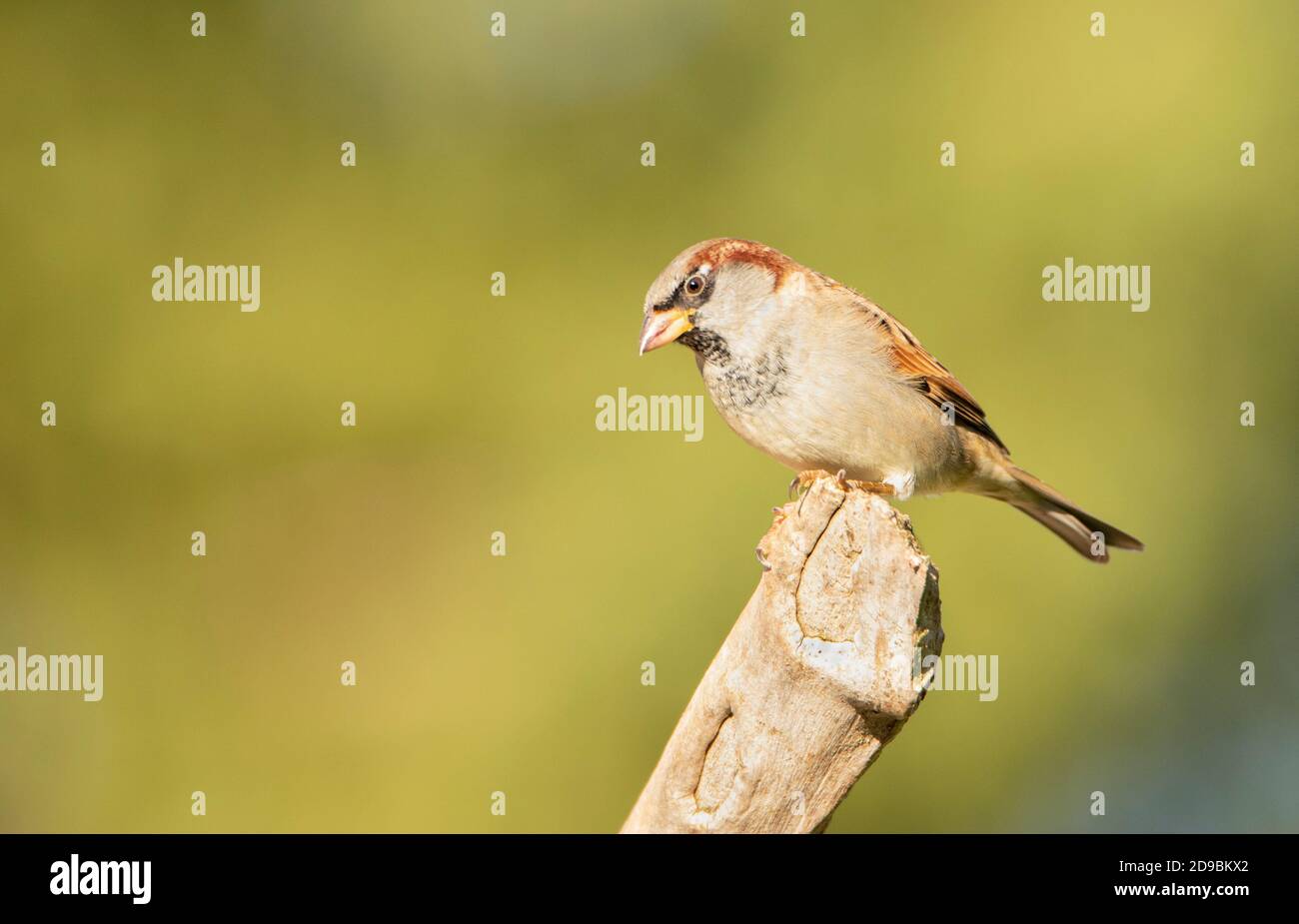 House Sparrow, Passer domesticus, in a Bedfordshire Garden, Herbst 2020, UK/ Stockfoto