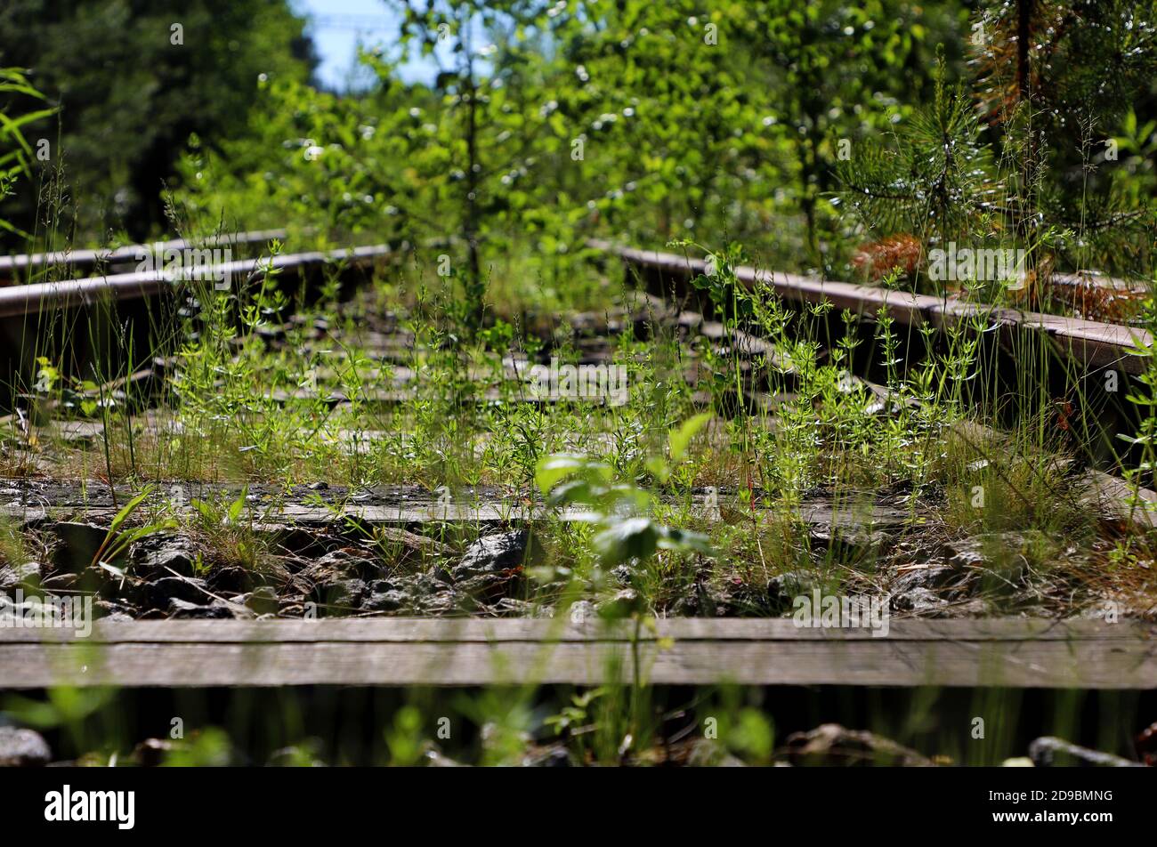 Alte, verlassene, perspektivische Schienen, überwuchert von Gras und Büschen. Stockfoto