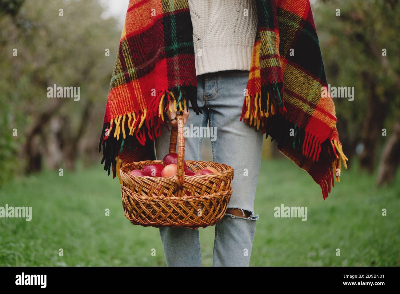 Zugeschnittenes Bild einer Frau, die einen Weidenkorb mit frischem Ernteapfel hält. Stockfoto