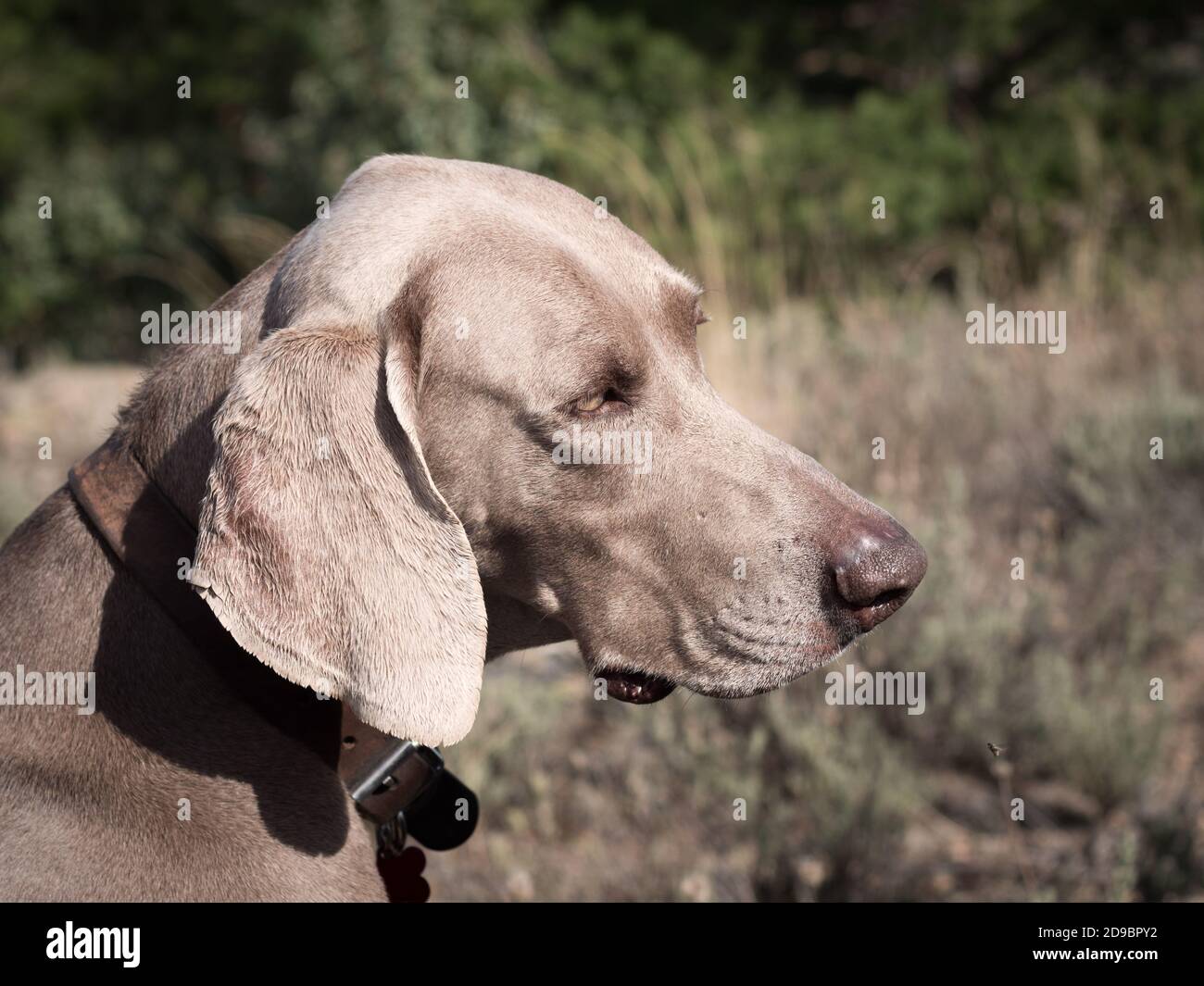 Portrait des Weimaraner Hundes auf der Suche nach Neugierde. Stockfoto