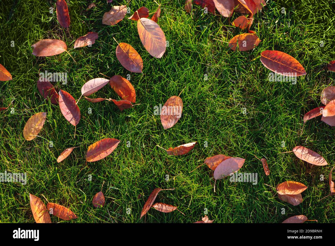 Draufsicht auf Herbstblätter auf grünem Gras. Stockfoto