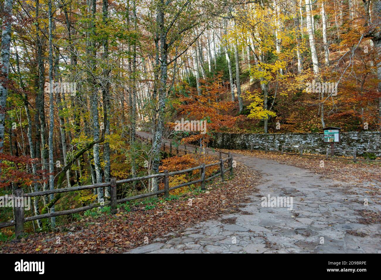 Der Waldweg, der zum Franziskanerheiligtum von La Verna, Toskana, Italien führt. Stockfoto