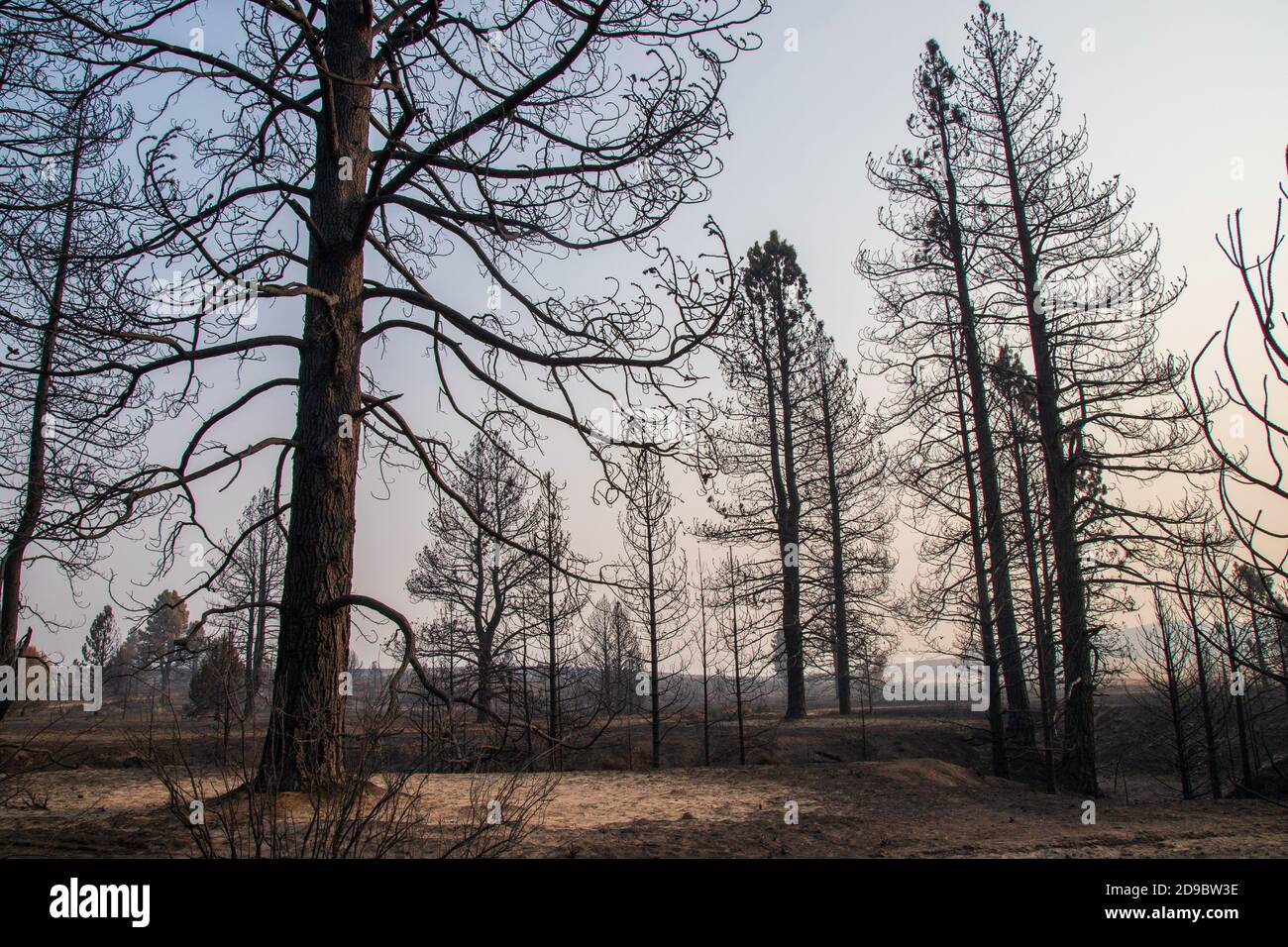 Desolation from the Sheep Fire in Lassen County, Northern California, USA. Stockfoto