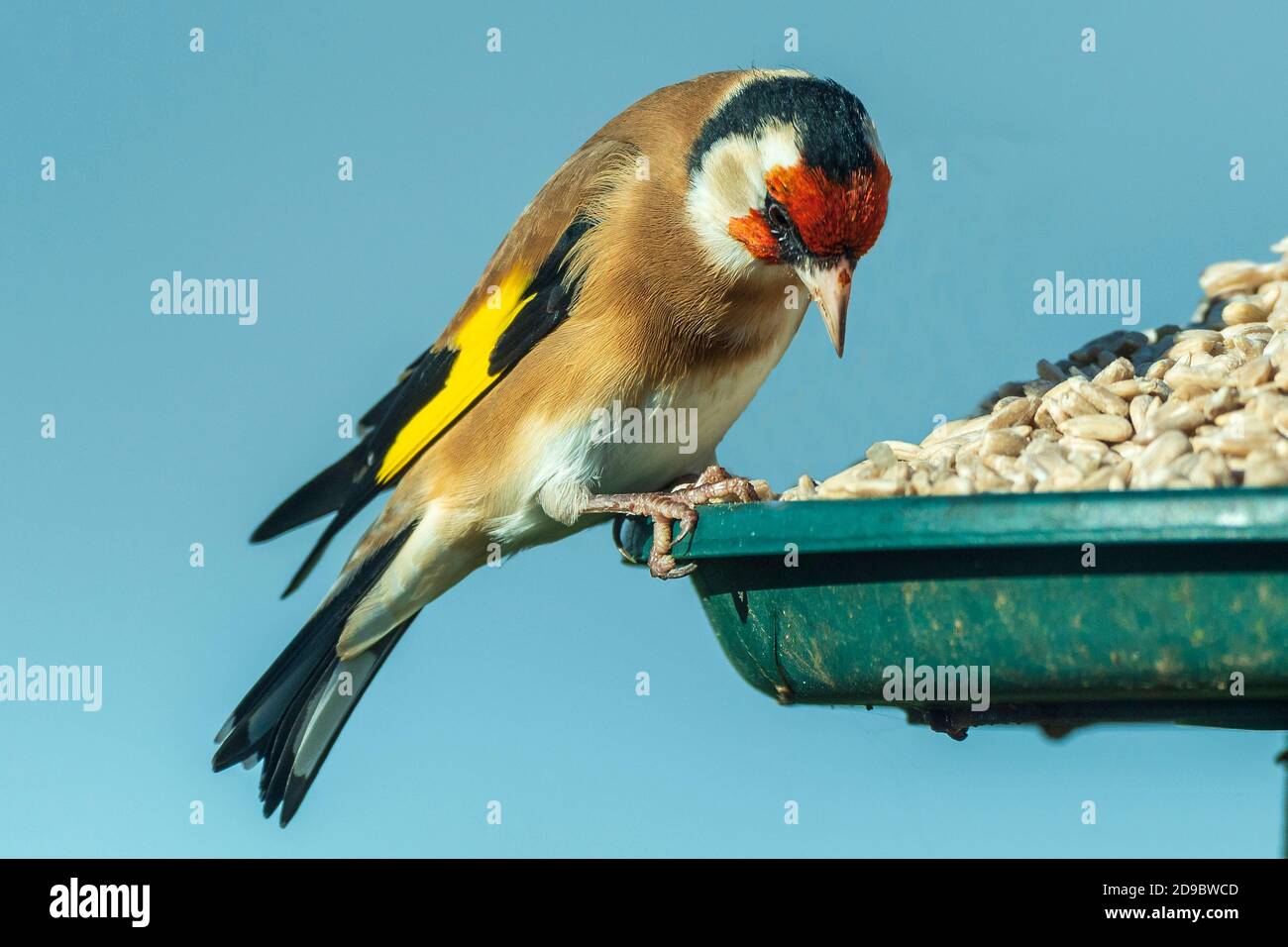 Goldfink. Gemeinsamer Gartenvogel auf einem Vogeltisch. Stockfoto