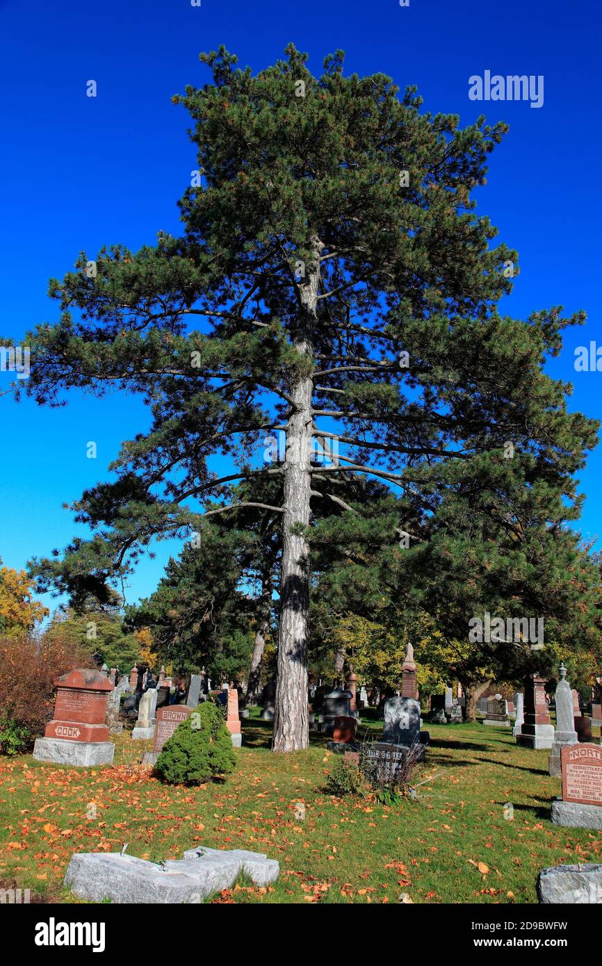 Nadelbaum gegen blauen Himmel Stockfoto