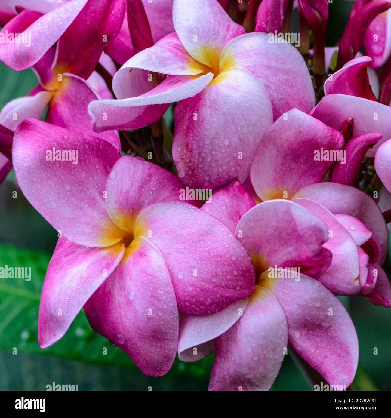 Rosa Plumeria oder Frangipani Blumen Stockfoto