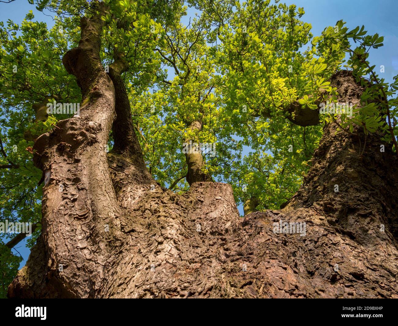 Großer alter Kastanienbaum (Aesculus hippocastanum) Blick auf die Krone - Low-Angle-Ansicht Stockfoto