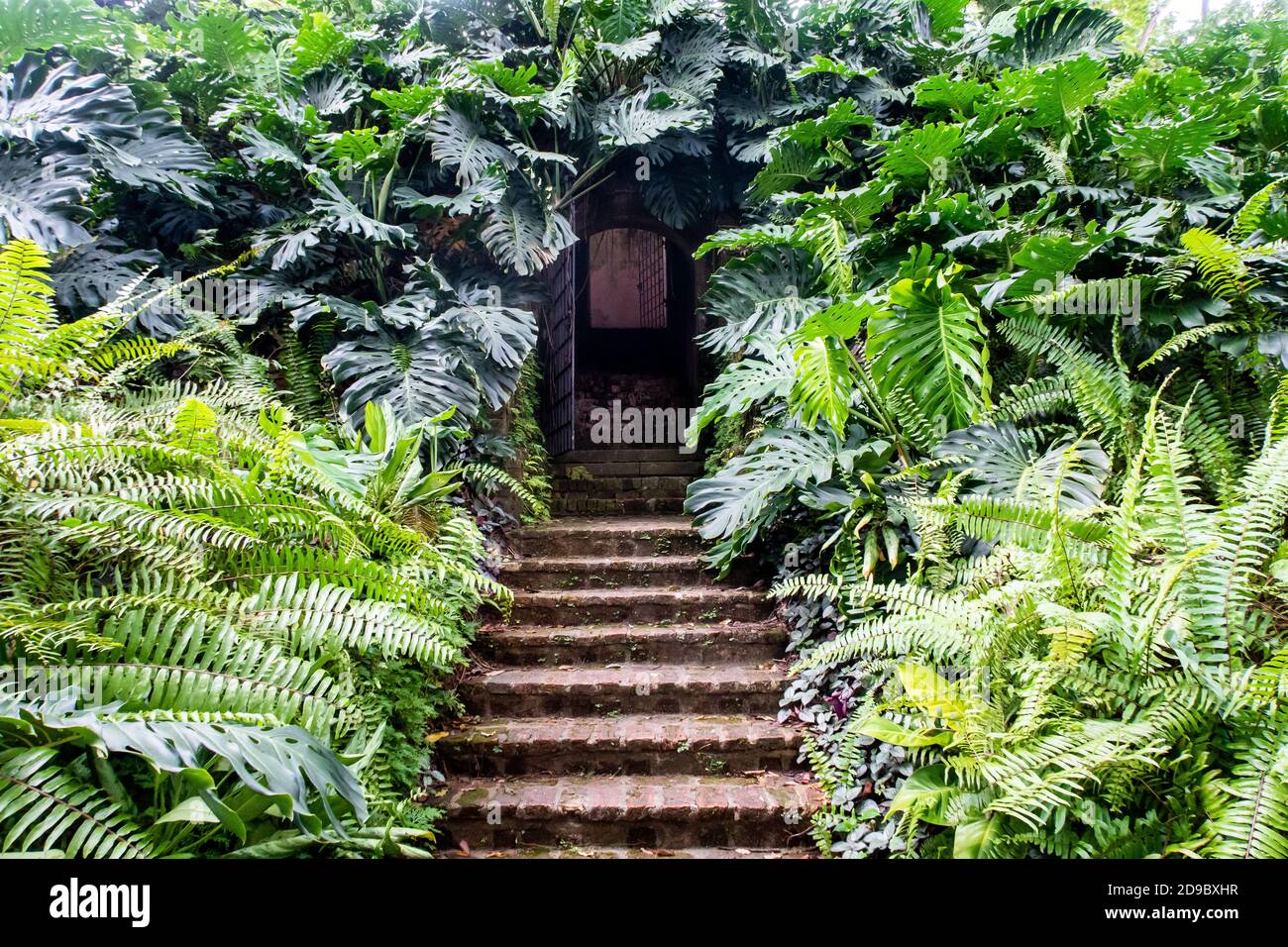 Geheime Türen mit Steintreppen umgeben von dichten Farn und Monstera (Monstera deliciosa) grünen Blättern, versteckten Eingang zum Bunker in Fort Canning Stockfoto