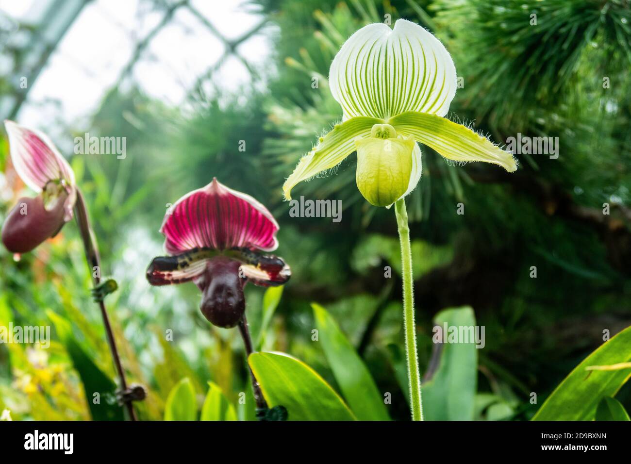 Green Lady's-Slipper Orchidee (Cypripedium calceolus), mit magentafarbenen Orchideen und Grün in der verschwommenen Hintergrund in Gardens by the Bay Flower Dome Stockfoto