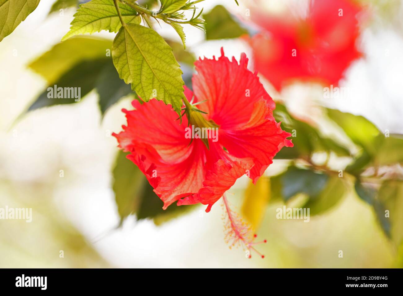 Rote Hibiskuspflanze in Blüte auf weißem Hintergrund Stockfoto
