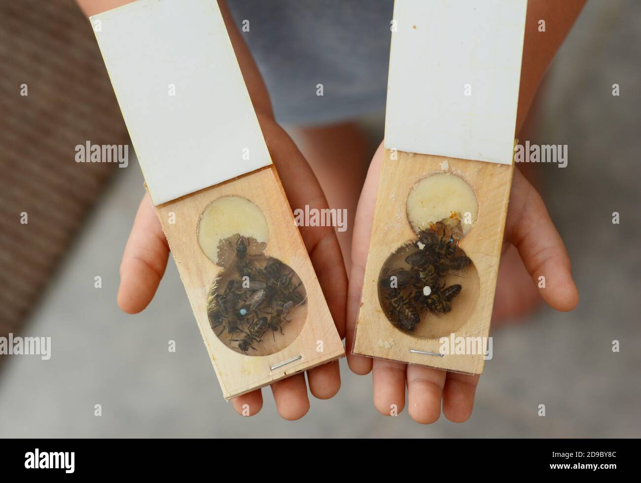 Abgepackte Bienen, verpaart Honigbienen Königinnen zum Verkauf mit Krankenschwester Bienen und Zuckerwasser in einem Holzschachteln. Stockfoto