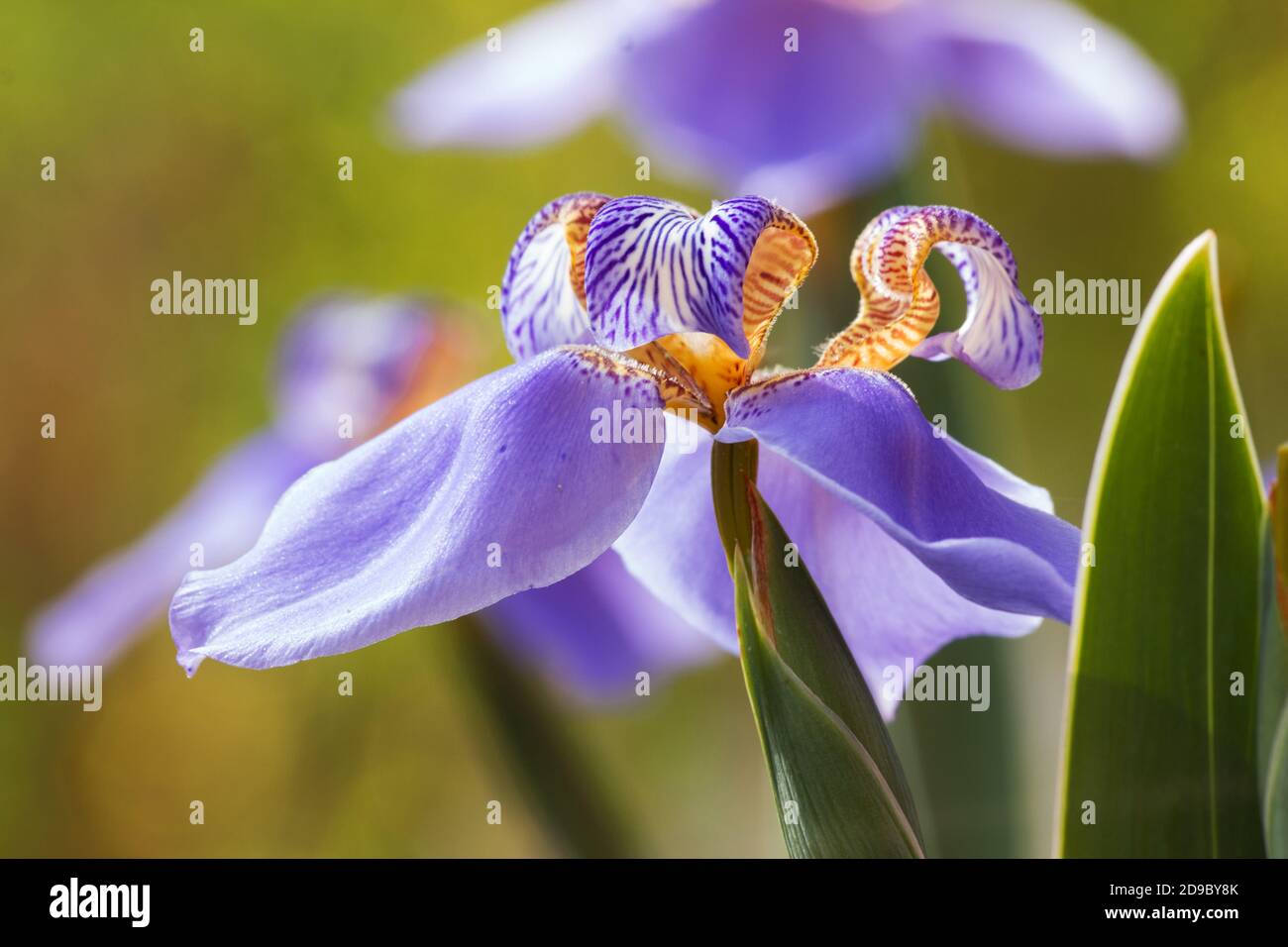 Schöne blaue Iris Pflanze in Blüte Stockfoto