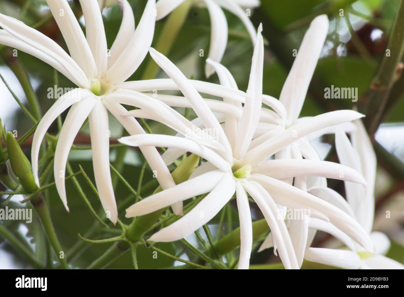 Angelwing Jasmin Pflanze in Blüte Stockfoto
