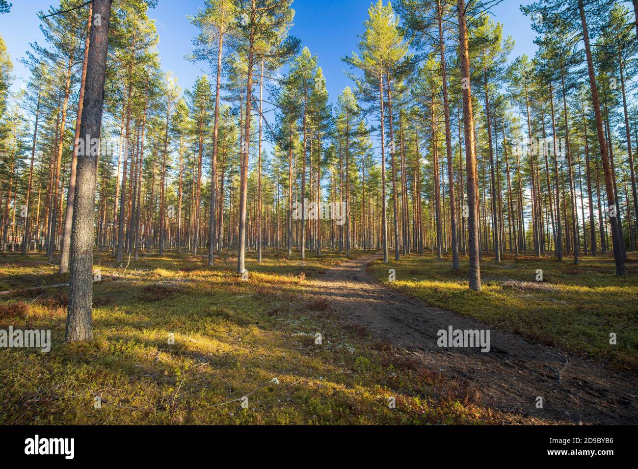 Der denkende europäische Taiga-Wald wächst an der Eisesker und wächst junge Kiefern ( pinus sylvestris ) im Frühjahr, Finnland Stockfoto