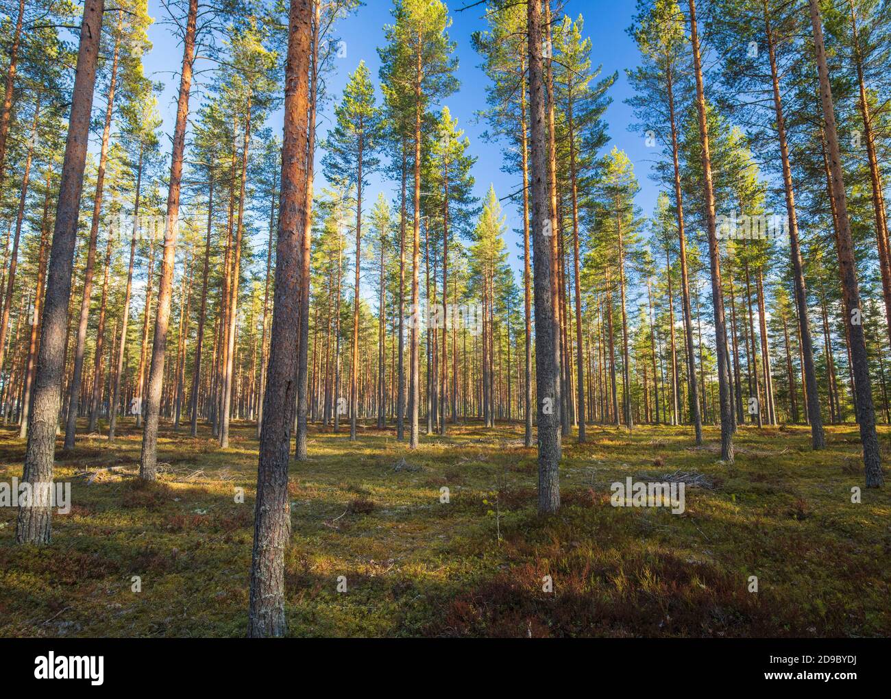 Der denkende europäische Taiga-Wald wächst an der Eisesker und wächst junge Kiefern ( pinus sylvestris ) im Frühjahr, Finnland Stockfoto