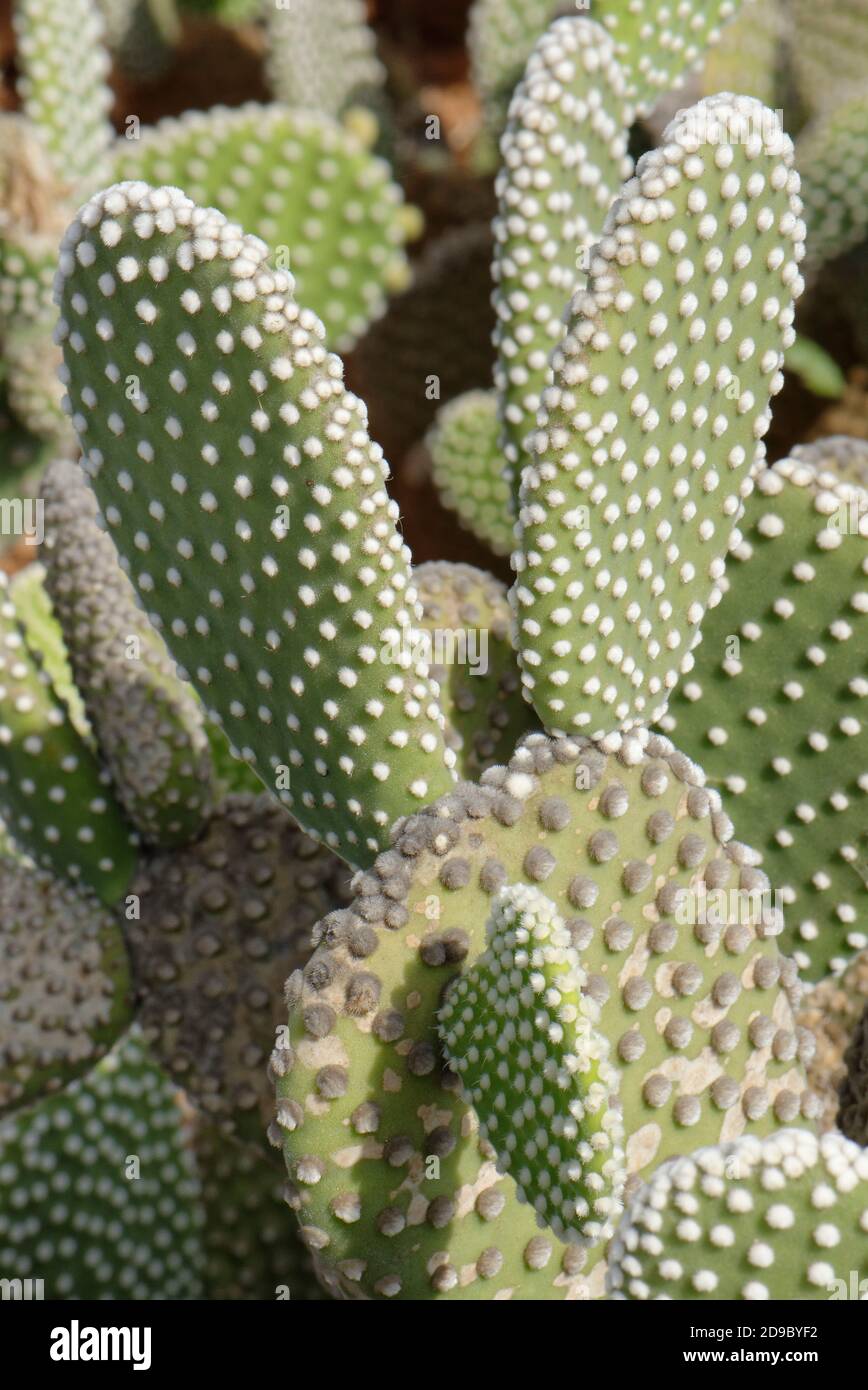kirschlorbeer novita kaufen Jetzt Kirschlorbeer 'Novita' online kaufen bei Bohlken Pflanzenversand –  Bohlken Pflanzenversand GbR