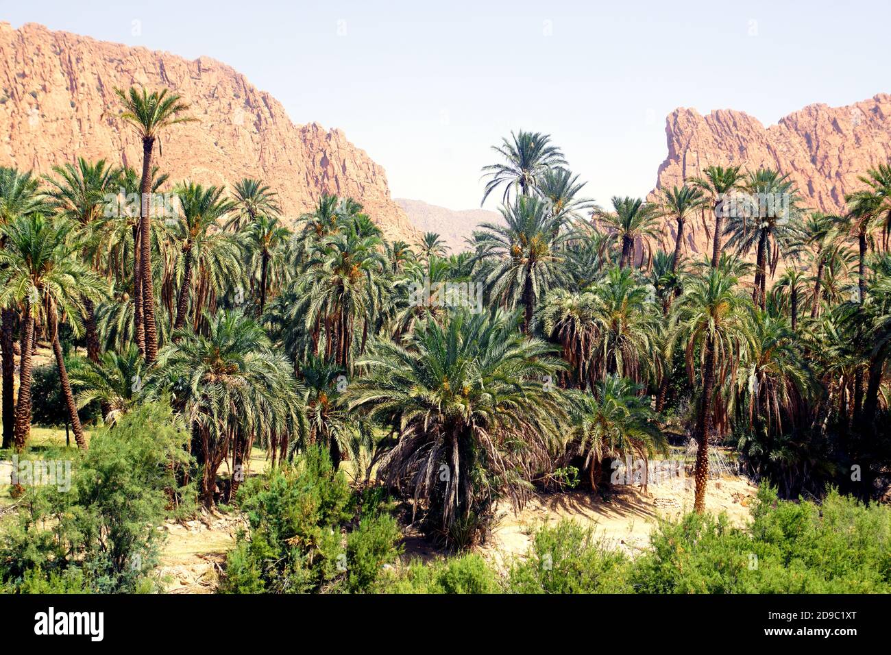 Der Dattelpalmenhain in El Kantara bei Biskra, Algerien Stockfoto