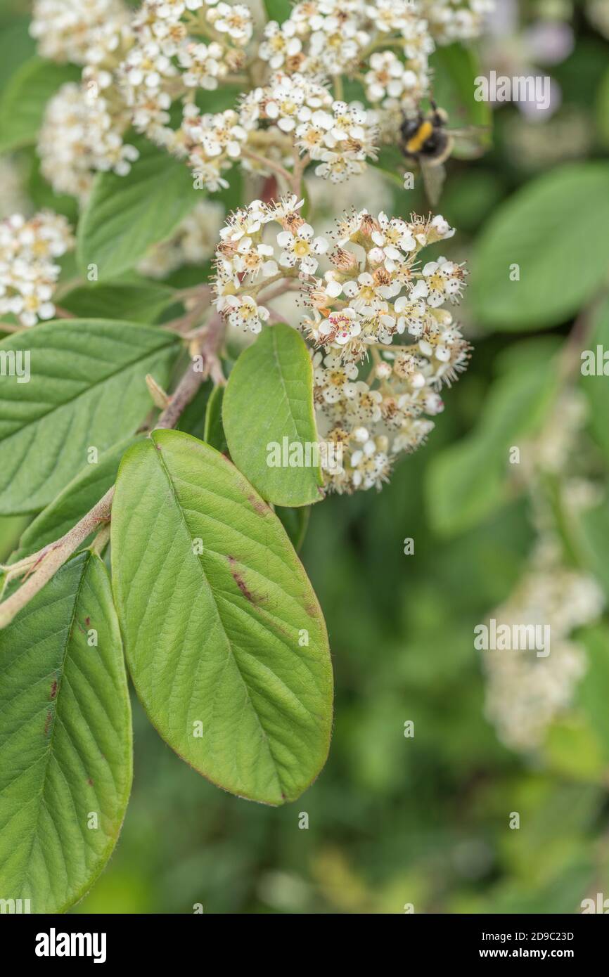 Weiße Blumen / Blütencluster von Cotoneaster. Teil der jährlichen Wachstumssequenz. Entweder Cotoneaster frigidus syn. Cotoneaster Cornubia oder C. lacteus. Stockfoto