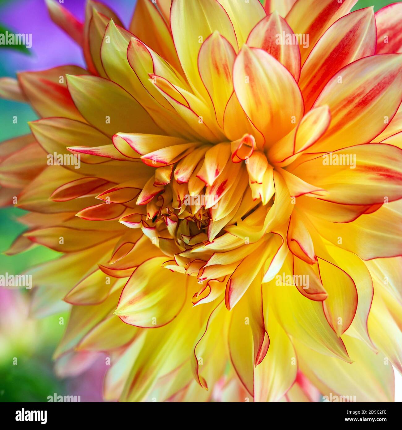 Nahaufnahme einer schönen doppelten gelben und rosa Dahlia Blüte Stockfoto