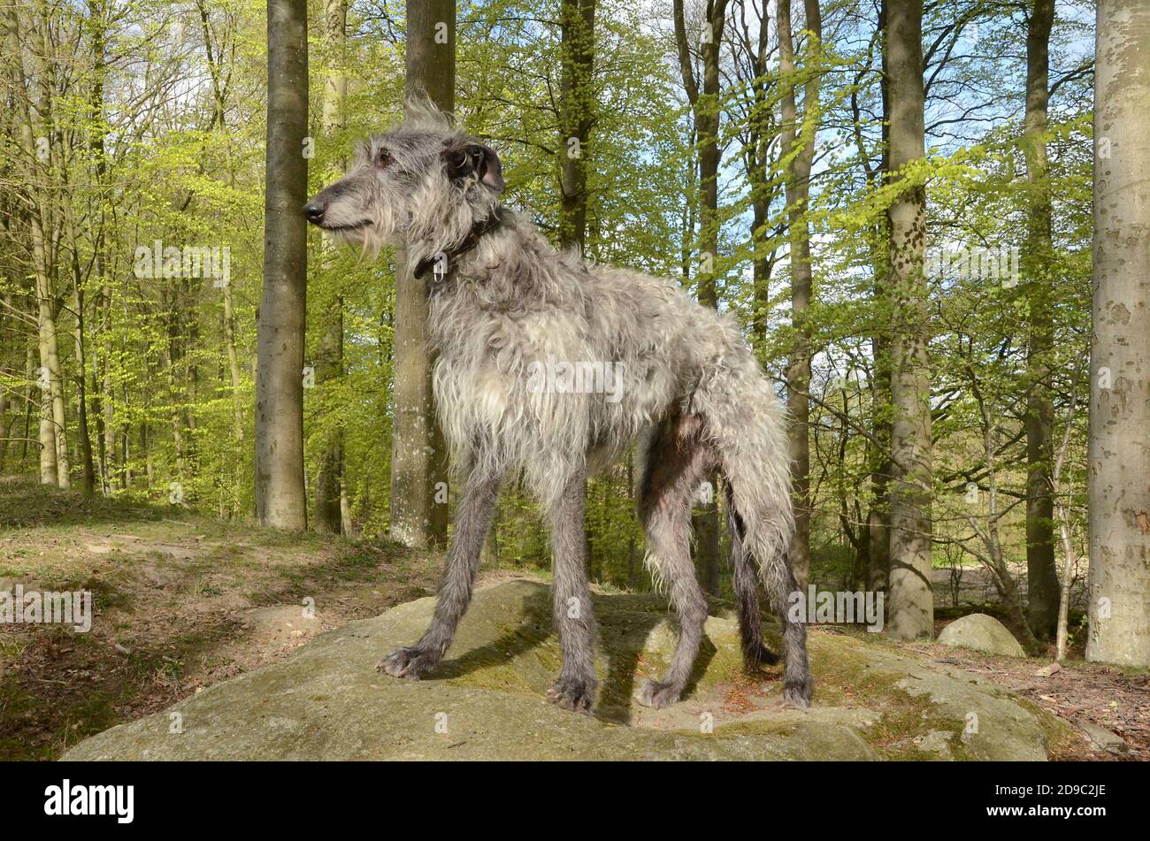 Ganzkörperbild eines grauen schottischen Deerhounds, der auf einem großen Stein in einem frisch geplatzten Buchenwald mit hellgrünen Blättern steht. Stockfoto