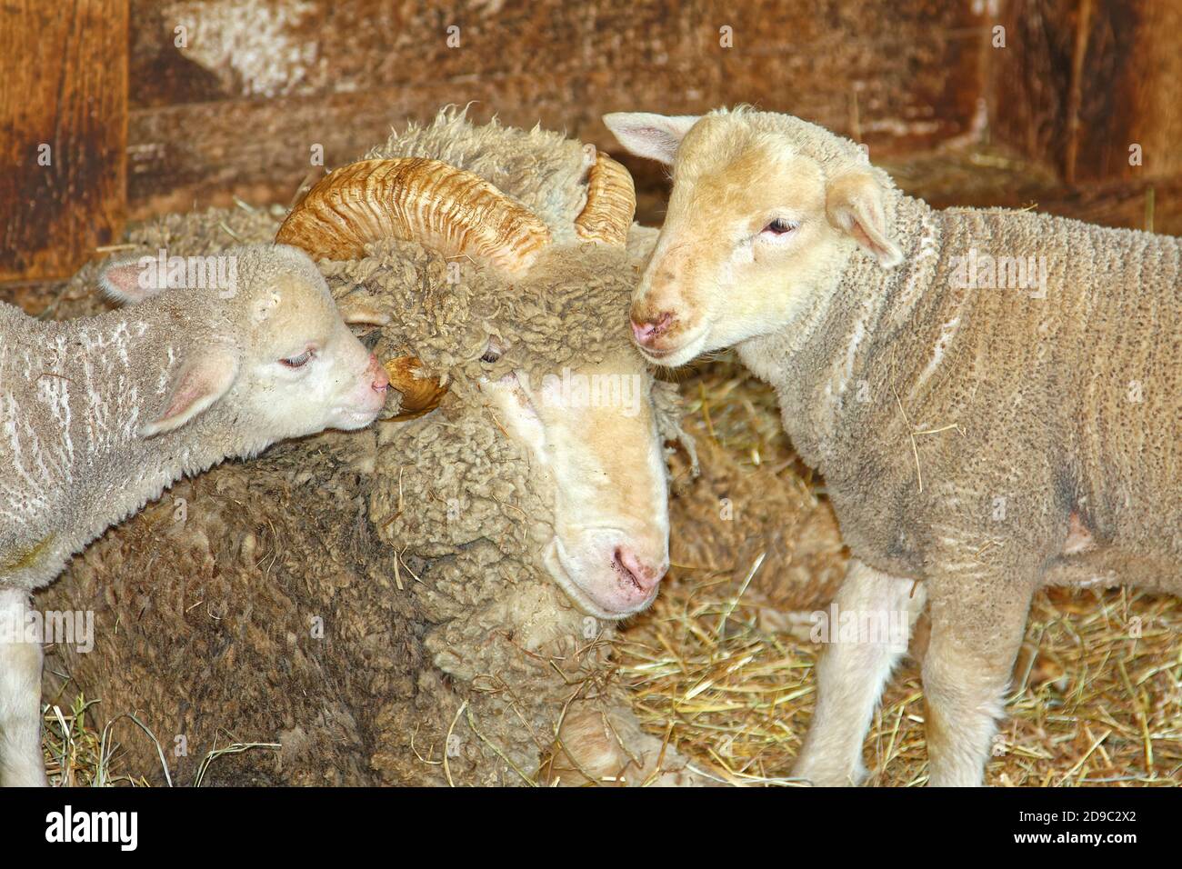Zwei Lämmer nuzzling Widder, gebogene Hörner, Schafe, dicke Wolle Mantel, Heustränge, Scheune, Nutztiere, niedlich, Frühling Stockfoto