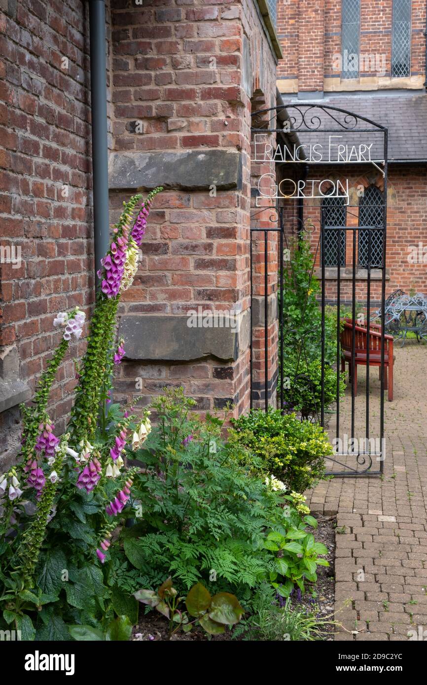 Fuchshandschuhe im Innenhof des Klosters Gorton, Manchester Stockfoto