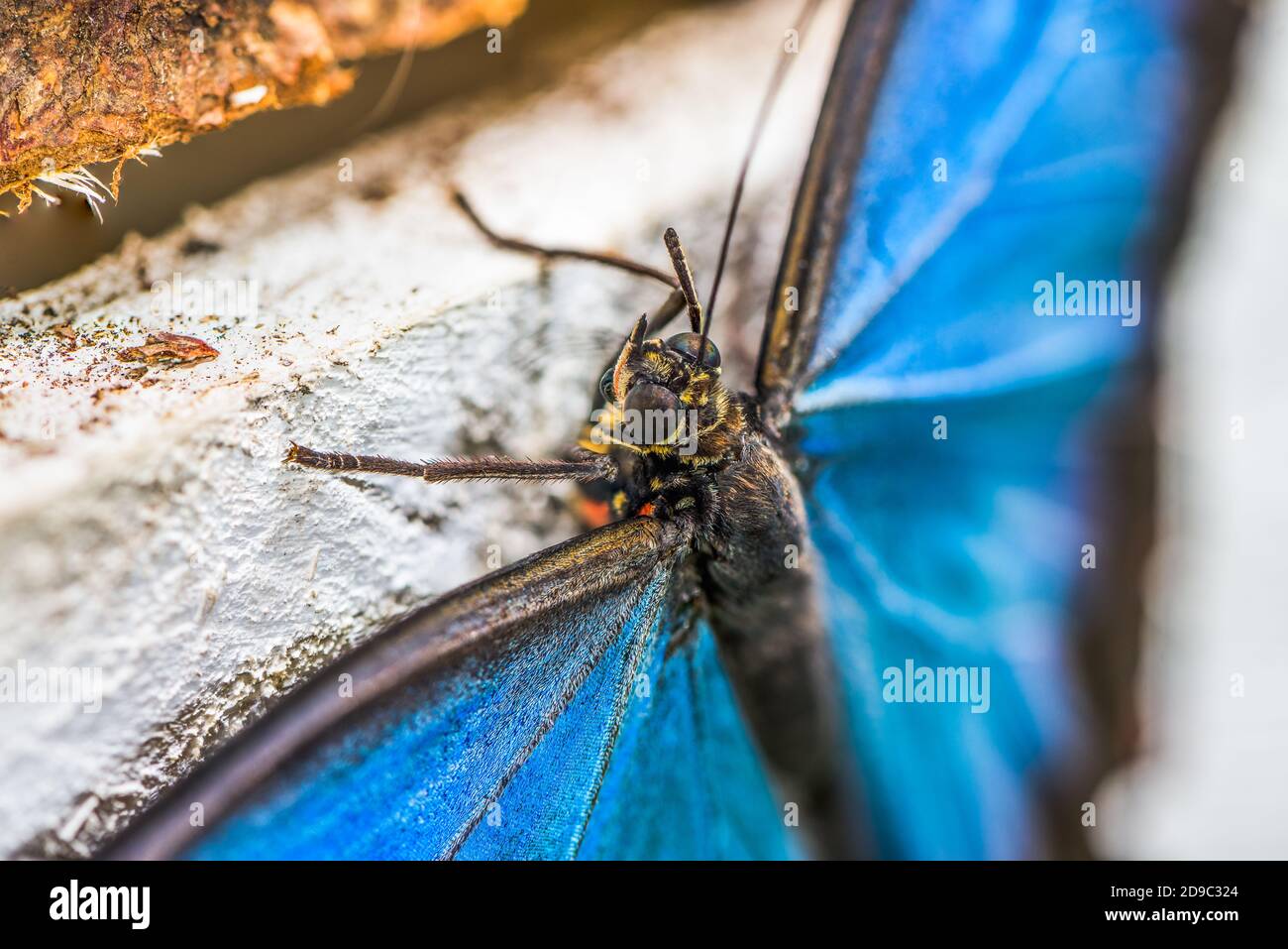 Detail von Blue Morpho, Morpho Peleides, Morfa Peleida, Big Butterfly Stockfoto