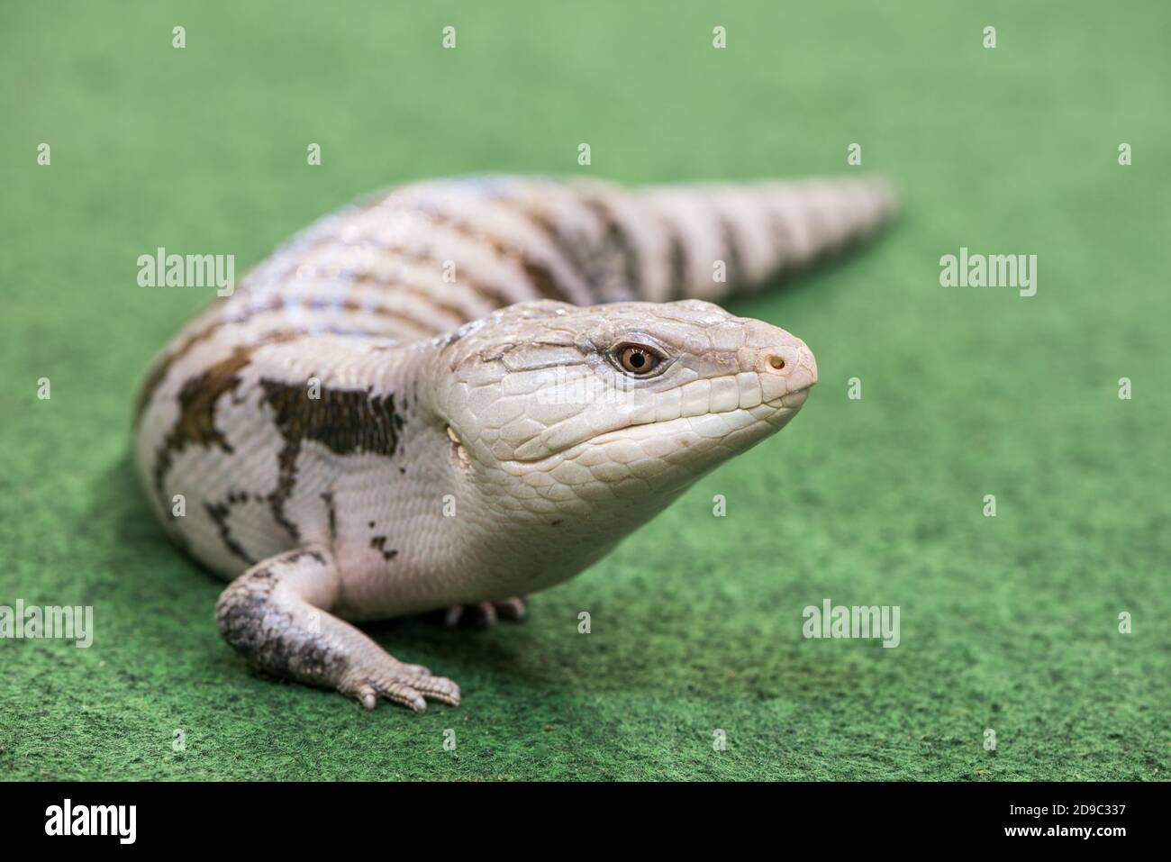 White Reptile Spaziergänge auf dem Grünen Teppich Stockfoto