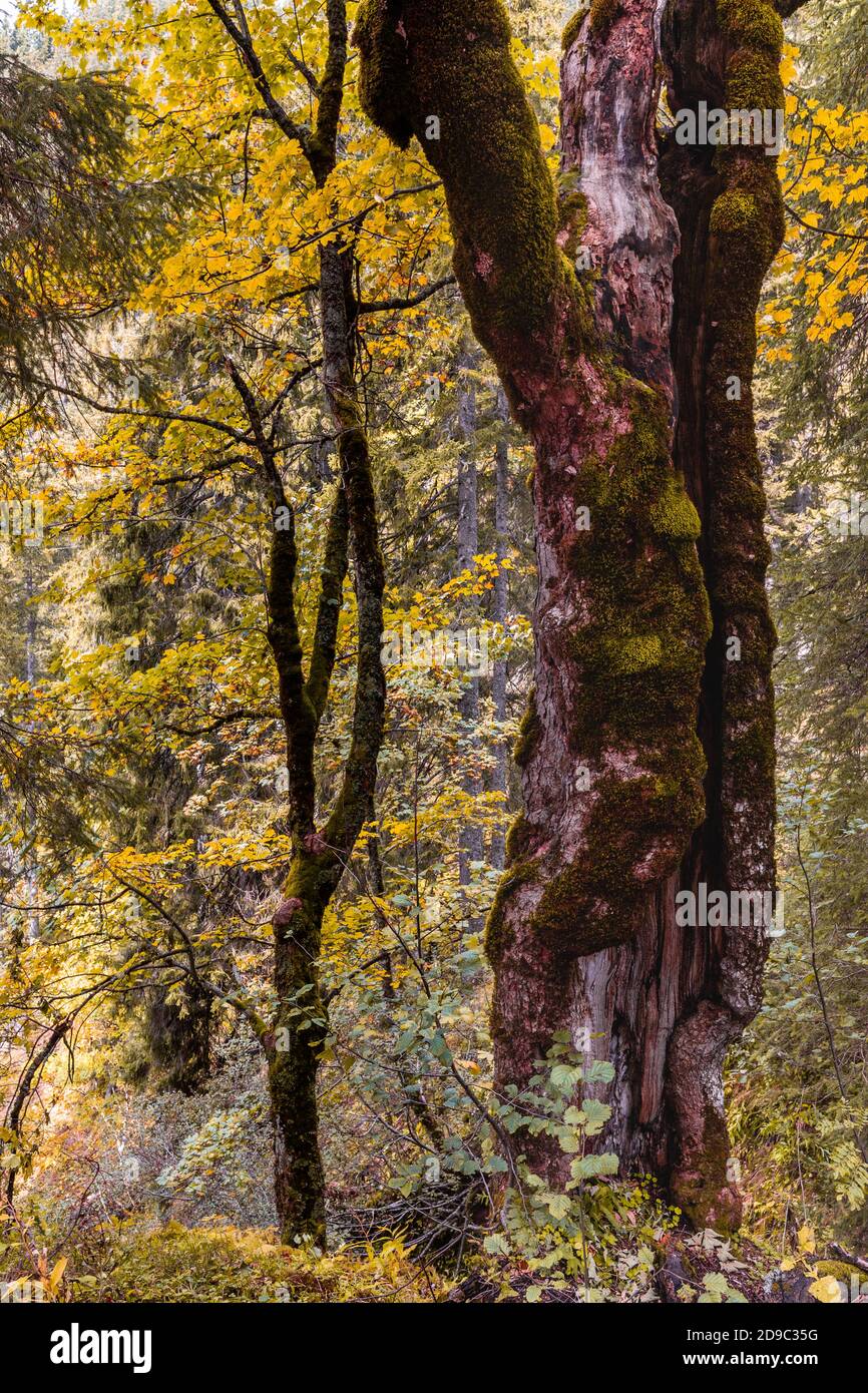 Herbst im Hagengebirge im Berchtesgadener Land, Bayern, Deutschland. Stockfoto
