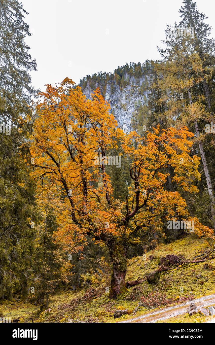 Herbst im Hagengebirge im Berchtesgadener Land, Bayern, Deutschland. Stockfoto