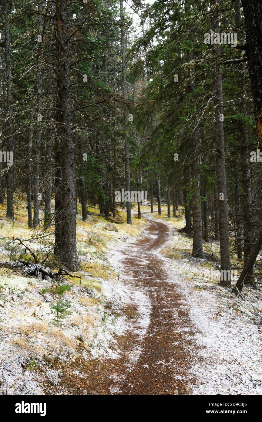 Wanderweg durch einen Kiefernwald mit wenig Erster Schnee Stockfoto